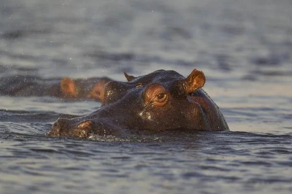 Hipopótamo Hippopotamus Amphibius Agua Agua Primer Plano Río Chobe Parque — Foto de Stock