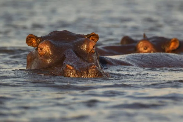 Flodhäst Hippopotamus Amphibius Vattnet Närbild Chobe River Chobe National Park — Stockfoto