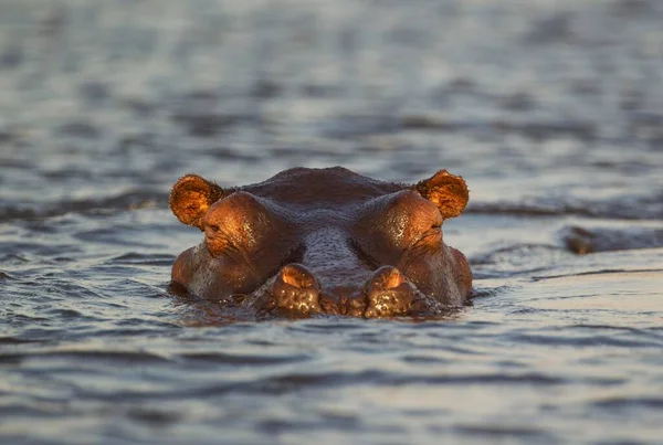 Гиппопотамус Hippopotamus Amphibius Воде Крупным Планом Реке Чобе Национальный Парк — стоковое фото