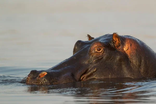 Hippopotame Hippopotame Amphibie Dans Eau Gros Plan Dans Rivière Chobe — Photo