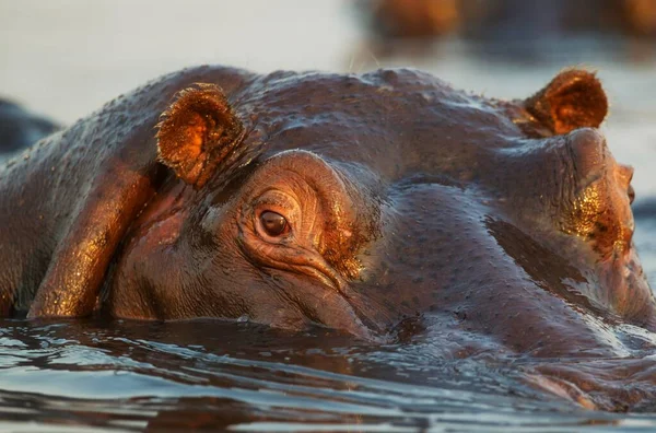 Hipopótamo Hippopotamus Amphibius Agua Primer Plano Río Chobe Parque Nacional —  Fotos de Stock