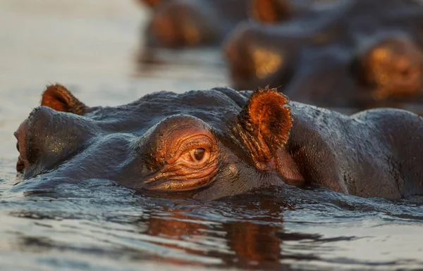 Hroch Hroch Obojživelný Vodě Zblízka Řece Chobe Národní Park Chobe — Stock fotografie