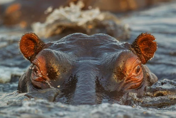 Hippopotame Hippopotame Amphibie Dans Eau Gros Plan Dans Rivière Chobe — Photo