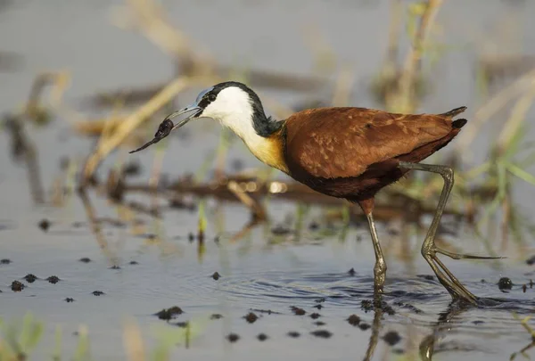 아프리카 자카나 Actophilornis Africanus 아프리카 보츠와 초베강 근처얕은 물에서 먹이를 — 스톡 사진