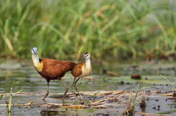 Африканська Джакана Actophilornis Africanus Самиця Молодими Мілкій Воді Березі Річки — стокове фото