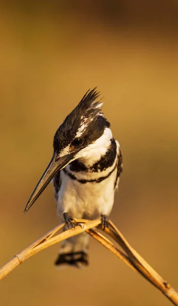 Pied Kingfisher Ceryle Rudis Σκαρφαλωμένο Στην Όχθη Του Ποταμού Chobe — Φωτογραφία Αρχείου