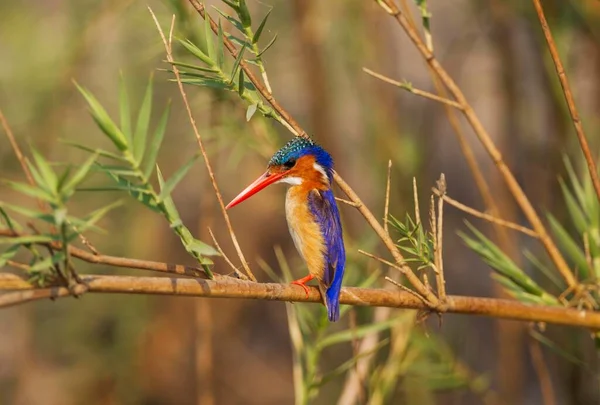 Malachite Kingfisher Alcedo Cristata 栖息在非洲 博茨瓦纳 Chobe国家公园 Chobe河岸 — 图库照片