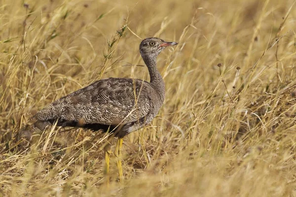 Northern Black Korhaan Eupodotis Afraoides Women Savuti Chobe National Park — стокове фото