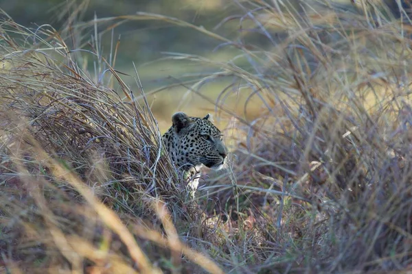 Leopard Panthera Pardus Delta Okavango Rezervace Moremi Botswana Afrika — Stock fotografie