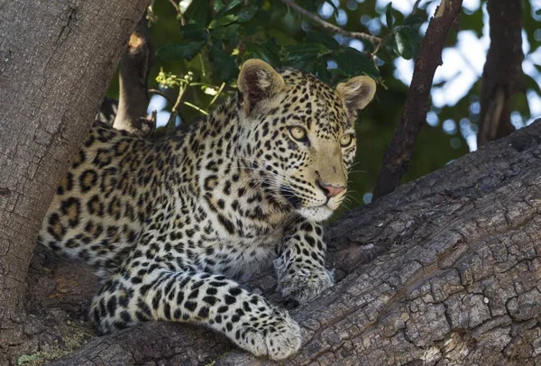 Leopardo Panthera Pardus Feminino Descansando Uma Árvore Parque Nacional Chobe — Fotografia de Stock