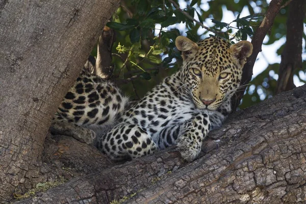 Леопард Panthera Pardus Женщина Отдыхающая Дереве Национальный Парк Чобе Ботсвана — стоковое фото