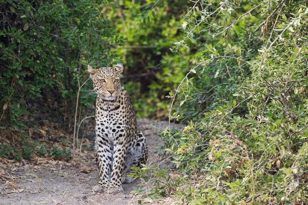 Leopardo Panthera Pardus Maschio Parco Nazionale Del Chobe Botswana Africa — Foto Stock