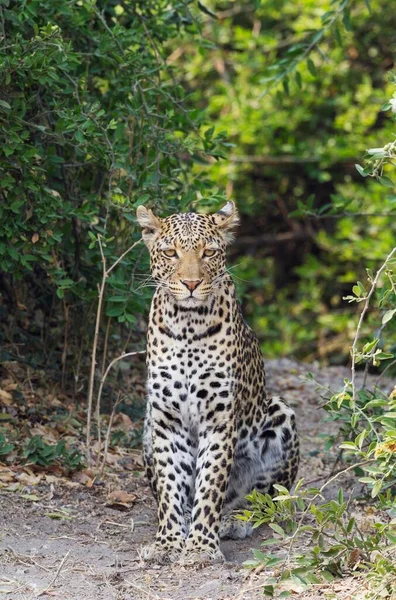 Leopard Panthera Pardus Hane Chobe National Park Botswana Afrika — Stockfoto