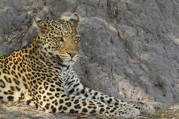Leopardo Panthera Pardus Macho Repouso Parque Nacional Chobe Botsuana África — Fotografia de Stock