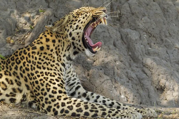 Leopardo Panthera Pardus Bostezo Macho Parque Nacional Chobe Botswana África —  Fotos de Stock