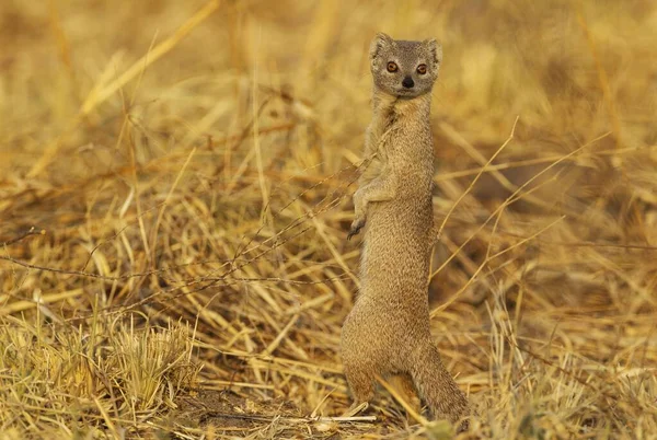 Selous Mongoose Paracynictis Selousi Savuti Chobe National Park Chobe National — 스톡 사진