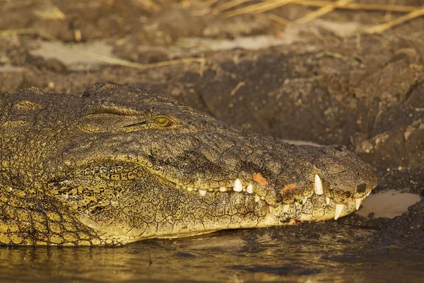 Cocodrilo Del Nilo Crocodylus Niloticus Retrato Tomando Sol Orilla Del — Foto de Stock