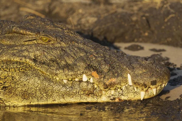 Crocodile Nil Crocodylus Niloticus Portrait Prélassant Bord Rivière Chobe Parc — Photo