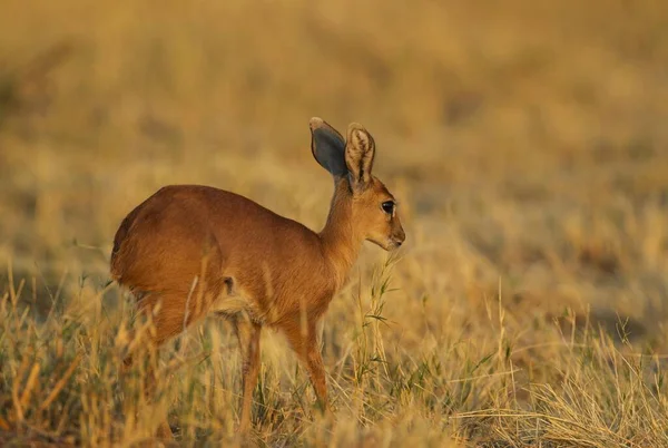 Steenbok Raphiceros Campestris Kvinnlig Morgon Savuti Chobe National Park Botswana — Stockfoto