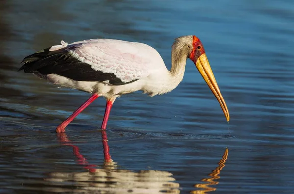 Cigogne Bec Jaune Mycteria Ibis Chasse Dans Une Piscine Delta — Photo