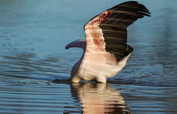 Yellow Billed Stork Mycteria Ibis Hunting Pool Its Head Totally — Stock Photo, Image