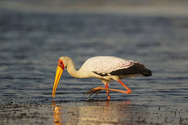 Bocian Żółtodzioby Mycteria Ibis Polowanie Płytkiej Wodzie Brzegu Rzeki Chobe — Zdjęcie stockowe