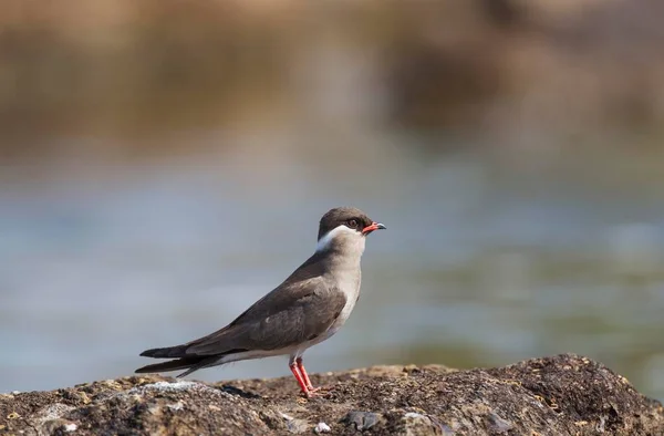 Rock Pratincole Glareola Nuchalis Una Isla Rocosa Río Chobe Parque —  Fotos de Stock