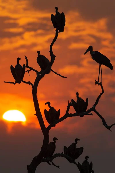 Weißrückengeier Gyps Africanus Und Marabou Storch Leptoptilos Crumeniferus Bei Sonnenuntergang — Stockfoto
