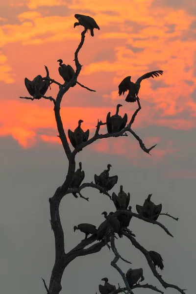 博茨瓦纳 乔布国家公园 白背秃鹫 Gyps Africanus 日落时分在它们的休眠树上 — 图库照片