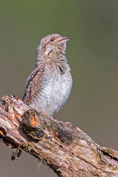 Křivonožka Jynx Torquilla Biosférická Rezervace Středolabe Sasko Anhaltsko Německo Evropa — Stock fotografie