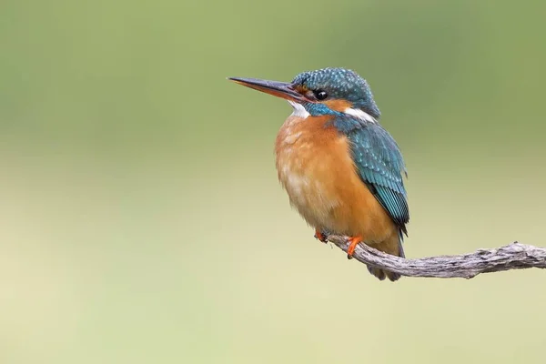 Kingfisher Alcedo Atthis Female Perched Territory Middle Elbe Biosphere Reserve — Stock Photo, Image