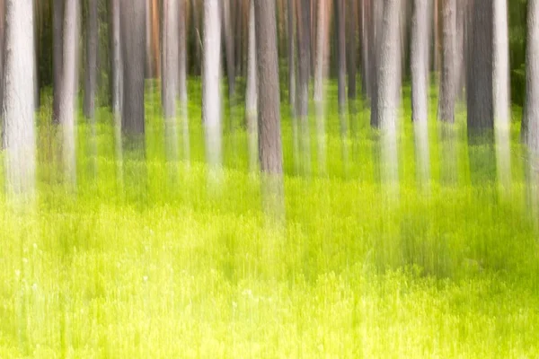 Floresta Primavera Modificada — Fotografia de Stock