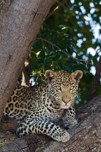 Leopard Panthera Pardus Hona Vilande Träd Chobe National Park Botswana Stockbild