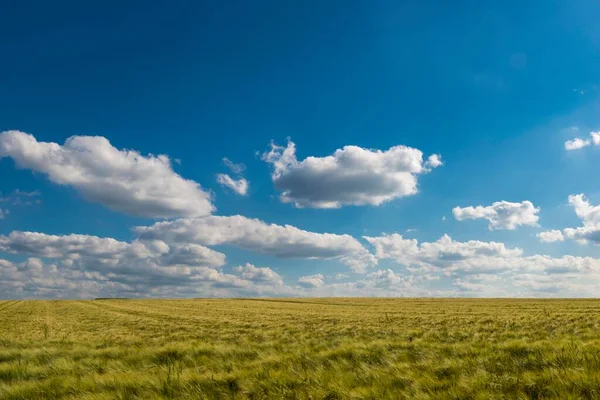 Πεδίο Barley Hordeum Vulgare Γαλανός Καλοκαιρινός Ουρανός Λευκά Σύννεφα — Φωτογραφία Αρχείου