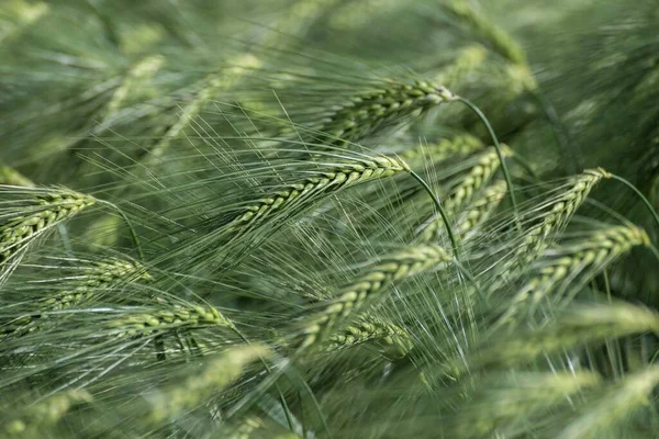 Orzo Hordeum Vulgare Vista Vicino — Foto Stock