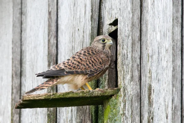 Junge Turmfalke Falco Tinnunculus Emsland Niedersachsen Deutschland Europa — Stockfoto