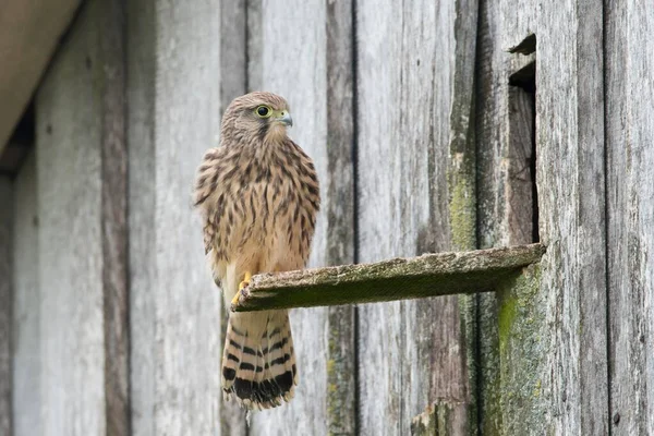 Young Common Kestrel Falco Tinnunculus Emsland Lower Saxony Germany Europe — 스톡 사진