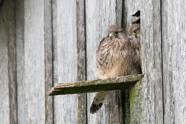 Young Common Kestrels Falco Tinnunculus Emp Org Lower Saxony Germany — 图库照片
