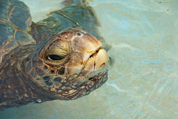 Grüne Meeresschildkröte Chelonia Mydas Wasser Big Island Hawaii Usa Nordamerika — Stockfoto