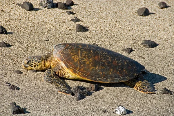 Green Sea Turtle Chelonia Mydas Praia Big Island Havaí Eua — Fotografia de Stock