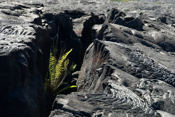 Farne Lavarücken Big Island Hawaii Usa Nordamerika — Stockfoto