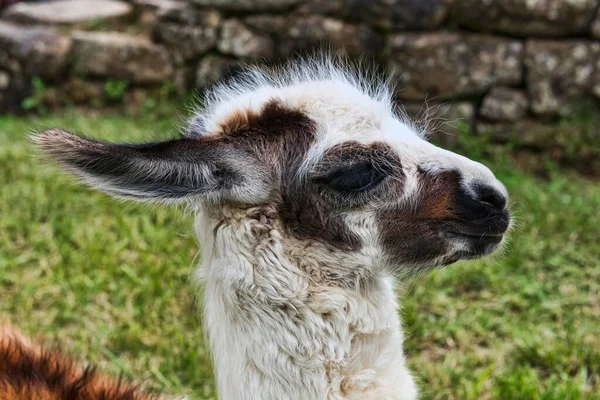 Młody Lama Lama Glama Portret Zwierzęcia Zrujnowanym Mieście Machu Picchu — Zdjęcie stockowe