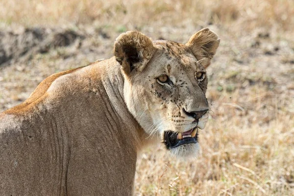 Leoa Panthera Leo Reserva Nacional Maasai Mara Quênia África — Fotografia de Stock