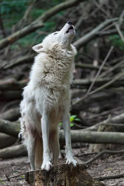 Lobo Ártico Canis Lupus Arctos Cativo Uivando — Fotografia de Stock