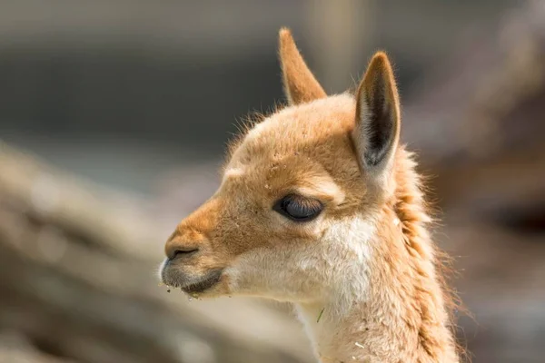 Vicuna Vicugna Vicugna Retrato Animal Cativo Nativo América Sul — Fotografia de Stock