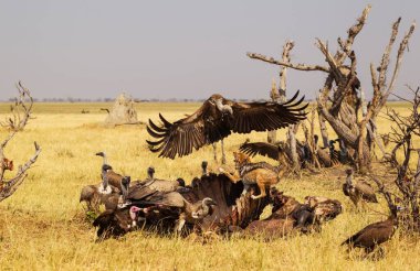 Hooded Vulture and Black-backed Jackal at the carcass of a Cape Buffalo, Savuti, Chobe National Park, Botswana, Africa clipart