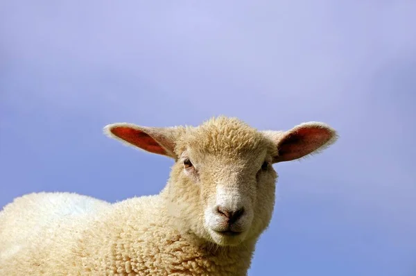 Junge Schafe Porträt Schlewig Holstein Deutschland Europa — Stockfoto