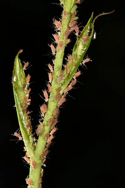 Тля Розовая Macrosiphum Fabae Колония Вредитель Стебле Розы — стоковое фото