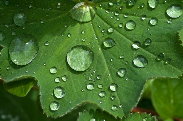 レディースマントル アルケミラ 水滴付き葉 バイエルン州 ドイツ ヨーロッパ — ストック写真