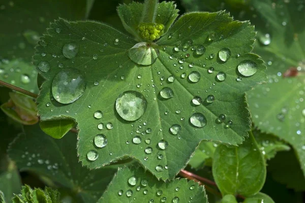 Mantello Della Signora Alchemilla Foglia Con Goccioline Acqua Baviera Germania — Foto Stock